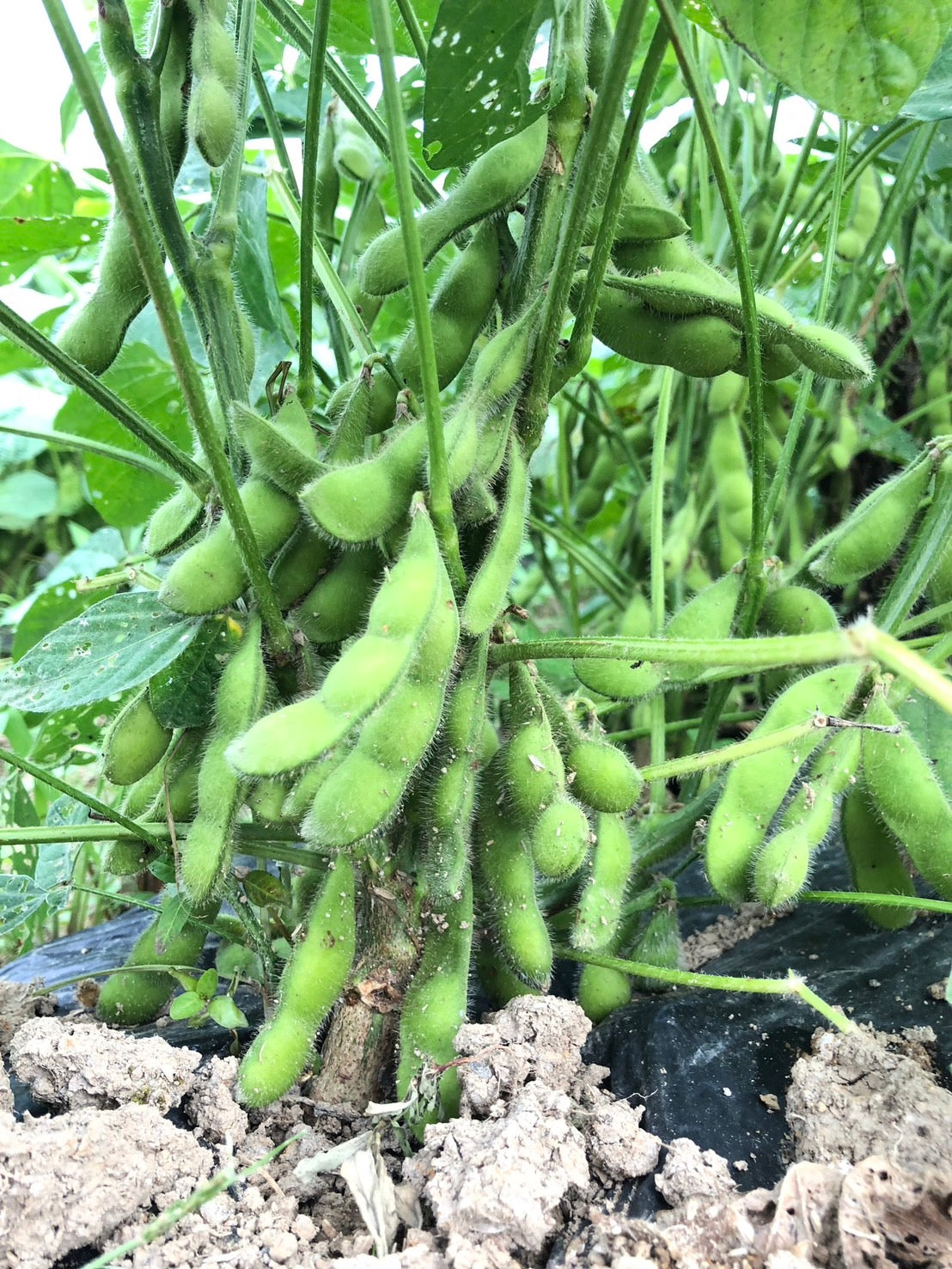 【7月お届け】えだまめ(新潟系14号) 1kg