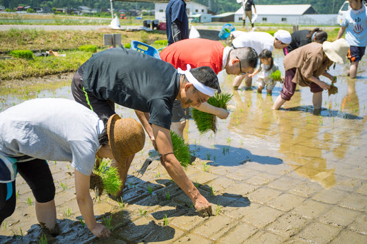 【限定】田んぼの学校2025 ー5m×10m区画